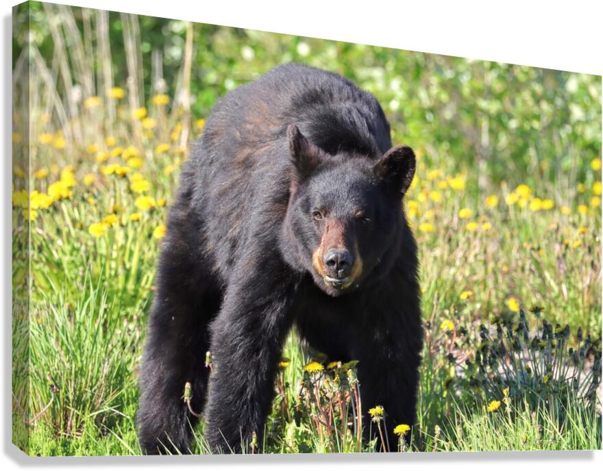 Black Bear Enjoying dandelions Canvas Print
