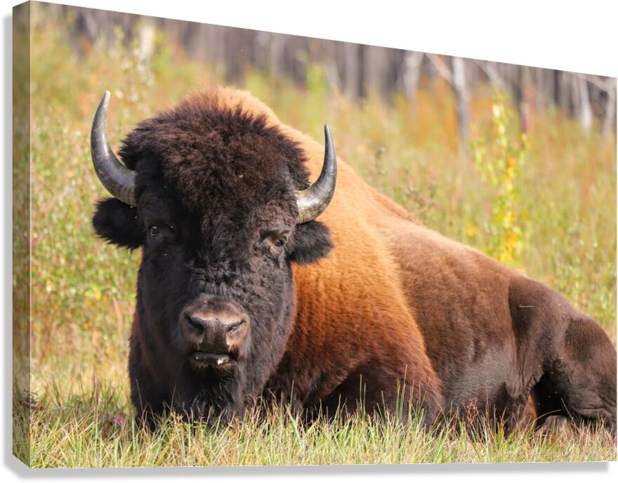 Friendly Giant   Wood Bison Canvas Print