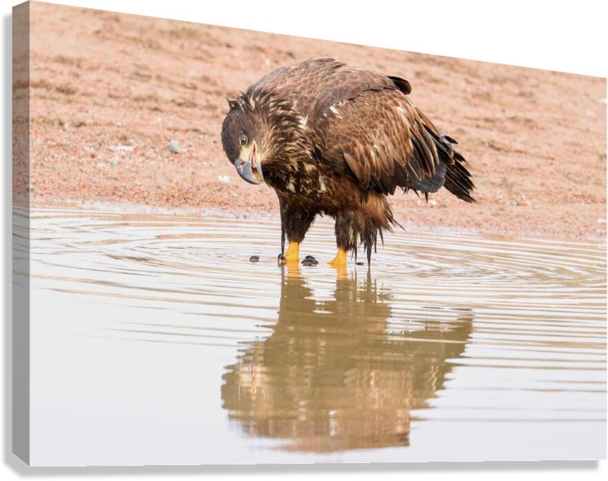 Juvenile Bald Eagle Reflection Canvas Print