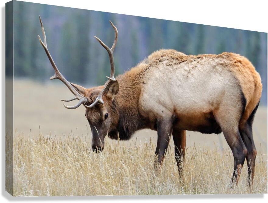Jasper Elk Canvas Print