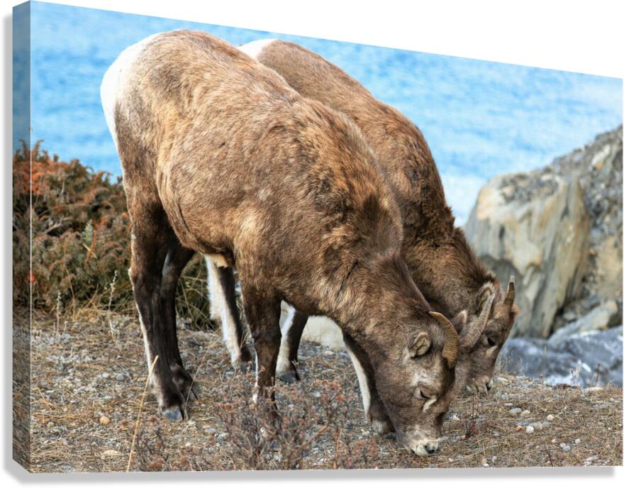 Young Mountain Rams Canvas Print