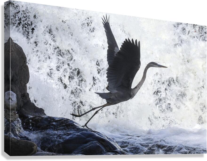 Blue Heron flight Takeoff Canvas Print