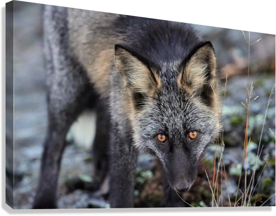 Fox Staredown Canvas Print