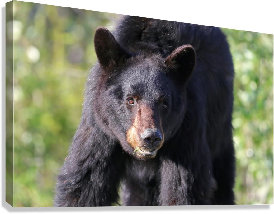 Black Bear Portrait Canvas Print