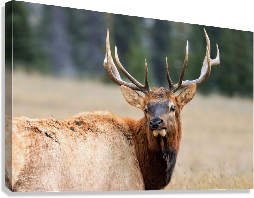Elk Staredown Canvas Print