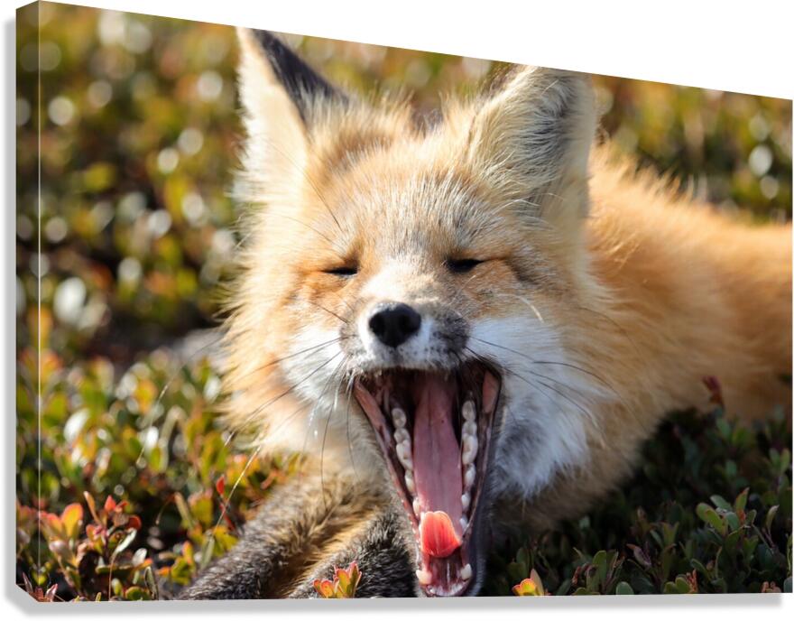 Fox Yawning Canvas Print