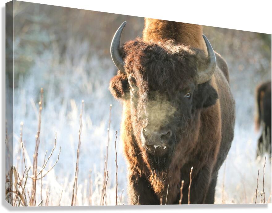 Wood Bison in Morning Frost Canvas Print