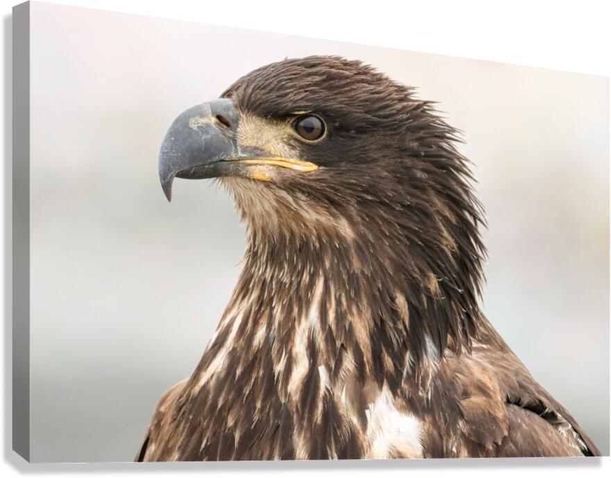 Juvenile Bald Eagle Portrait Canvas Print