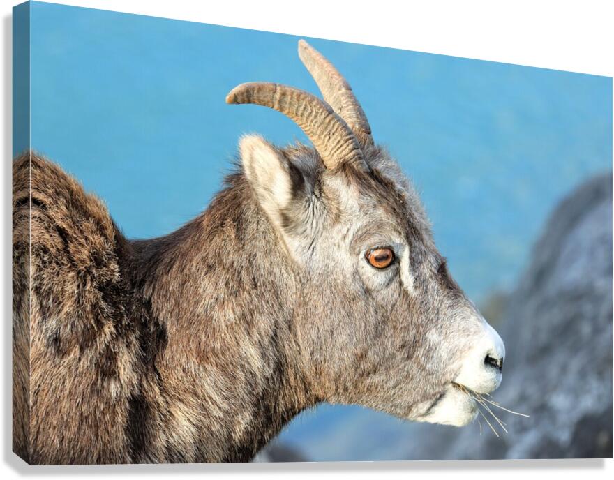 Mountain Ram Portrait Canvas Print