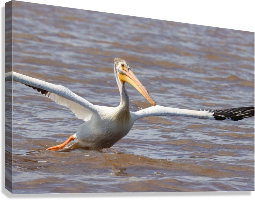 Pelican Takeoff Canvas Print