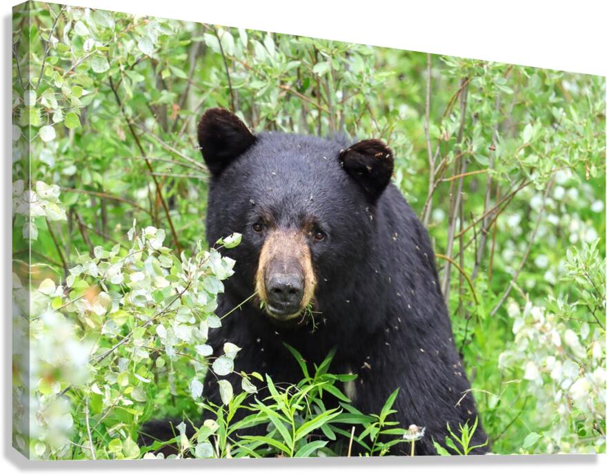 Black Bear Eating Canvas Print