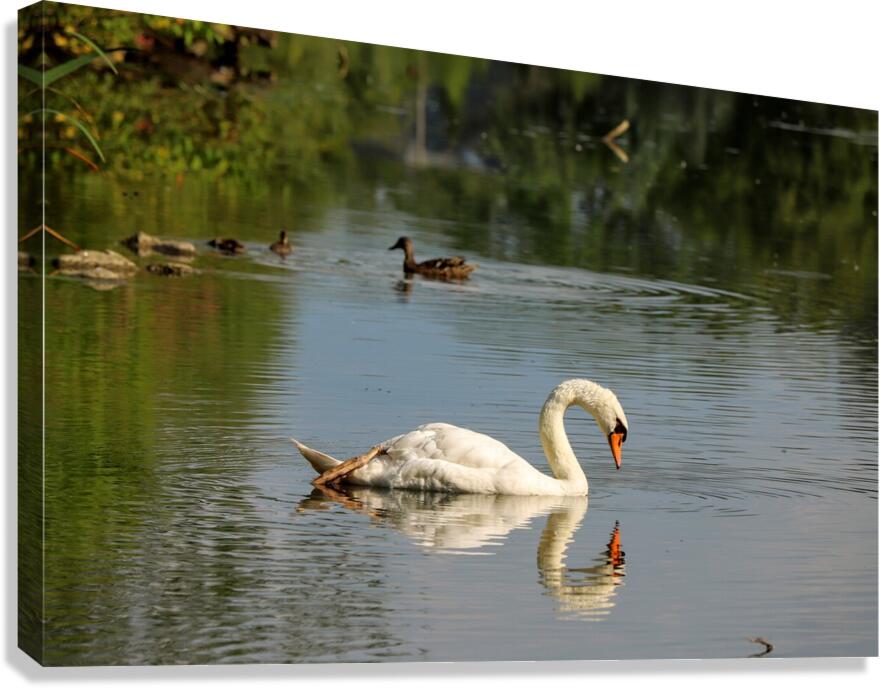 Swan Mirror reflections Canvas Print