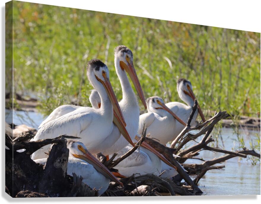 Pelicans relaxing along the Hay River  NWT Canvas Print