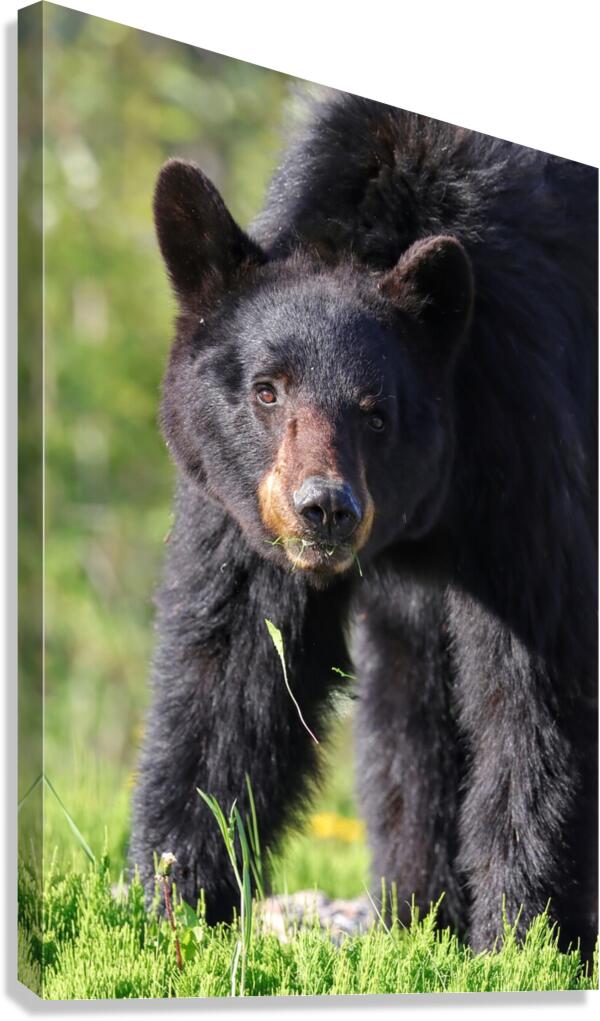 Black Bear Staredown Canvas Print