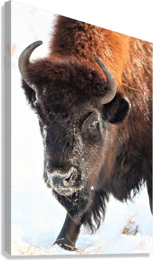 Winter Bison Portrait Canvas Print