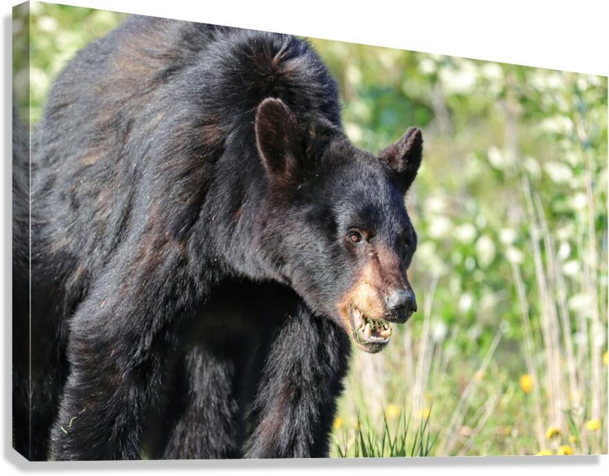 Black Bear eating grass Canvas Print