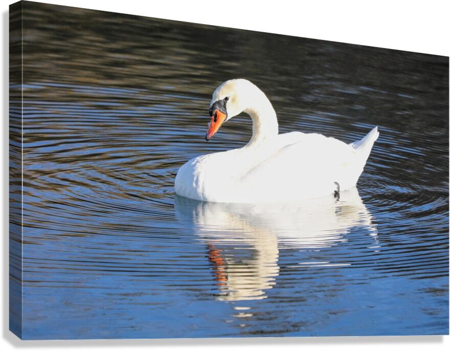 Summer Swan Reflection Canvas Print