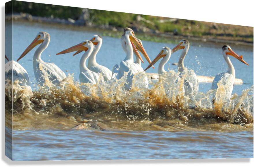 Pelicans in the Waves Canvas Print