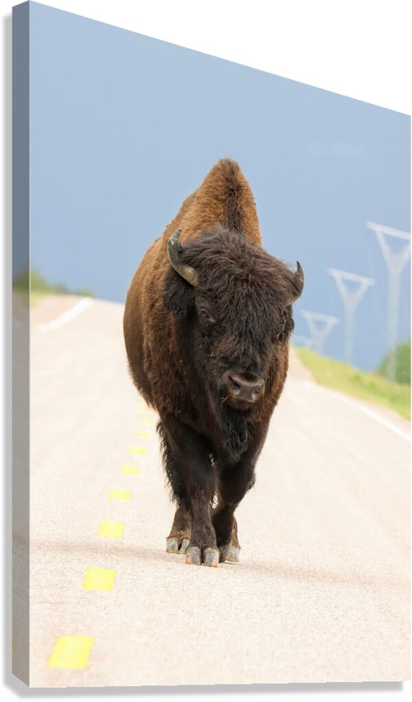 Big Boss of the Road   Wood Bison Canvas Print