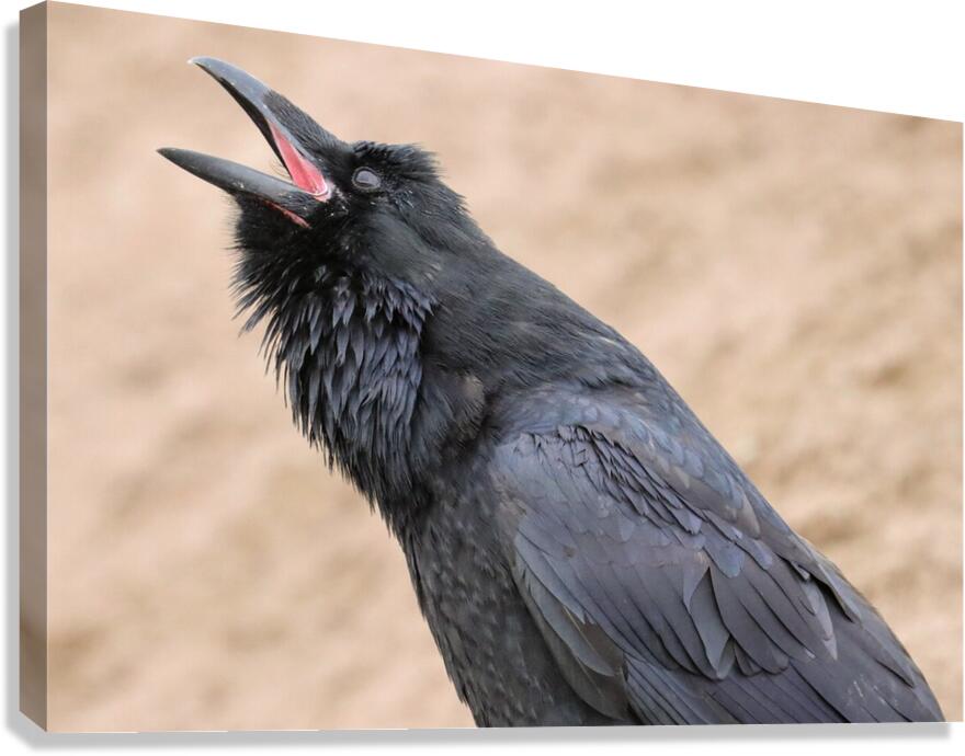 Raven singing Canvas Print