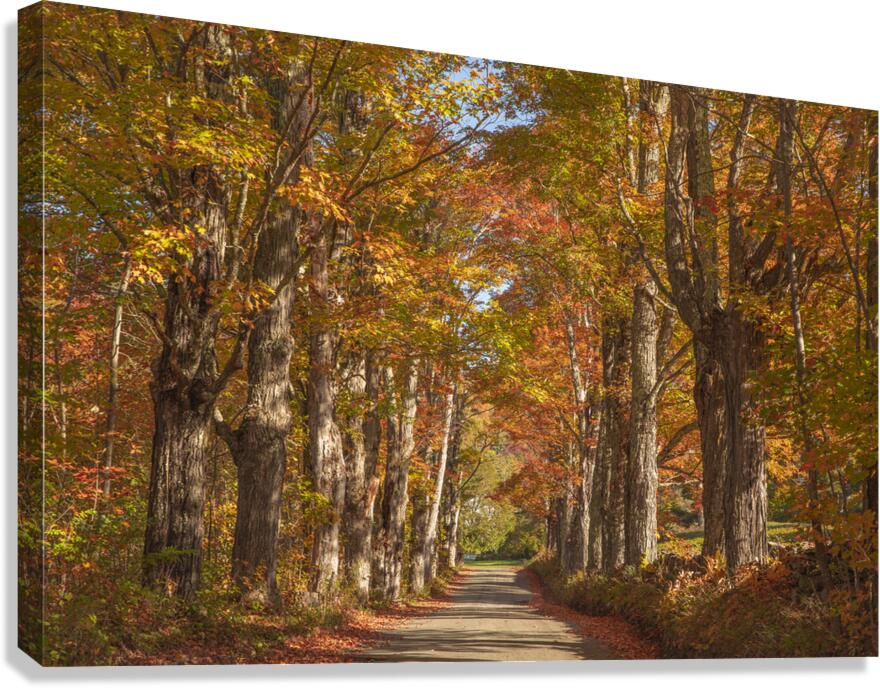 Lovers Lane Autumn Splendor Canvas Print