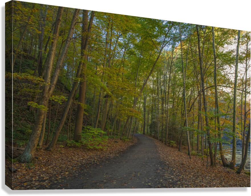 Taughannock Falls Forest Trail Canvas Print