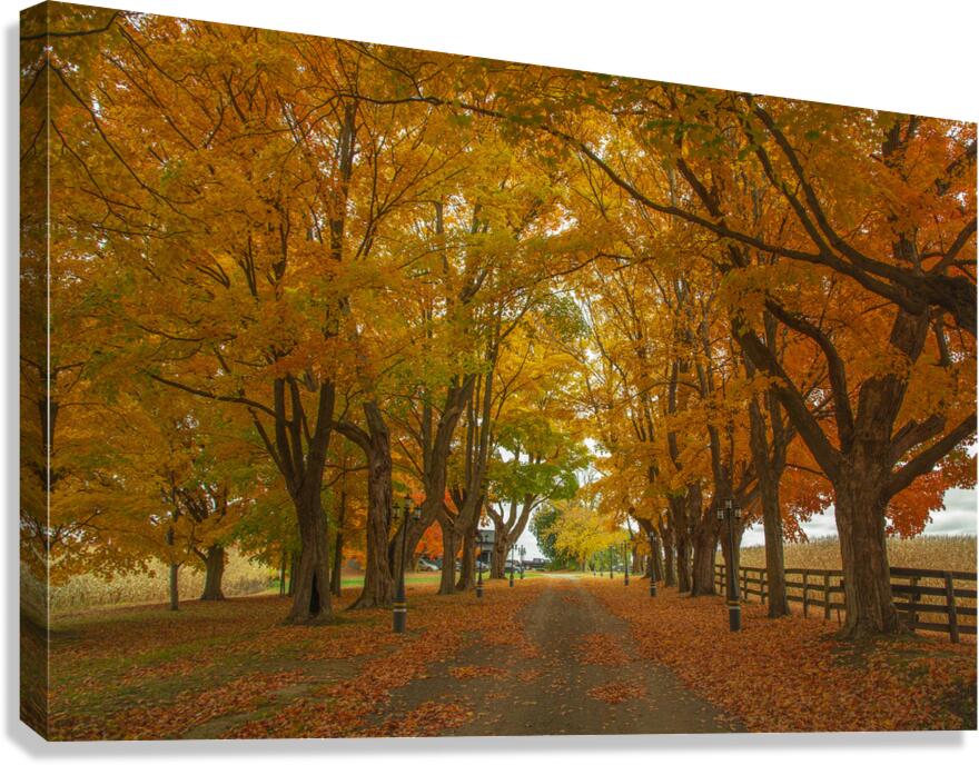 Enchanted Autumn Wonderland Pathway  Canvas Print