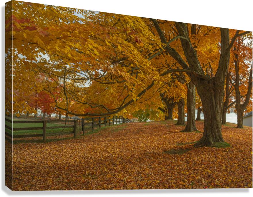 Autumn Farm Maple Pathway  Canvas Print