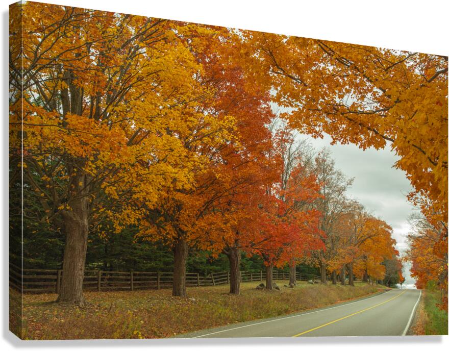 Rural Autumn Road Splendor  Canvas Print