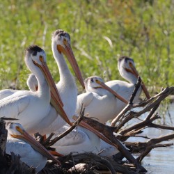 Pelicans relaxing along the Hay River  NWT