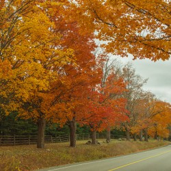 Rural Autumn Road Splendor 