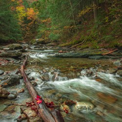 Autumn Forest Stream