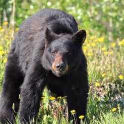 Black Bear Enjoying dandelions