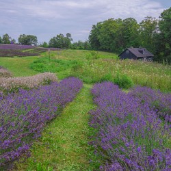 Lavender Field Dreams
