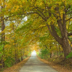 Rural Niagara Autumn Path
