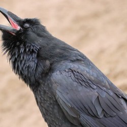 Raven singing