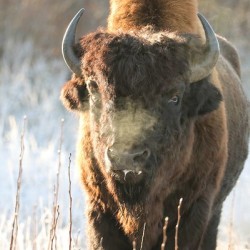 Wood Bison in Morning Frost