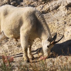 Jasper Mountain Goat