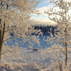 Winter wonderland frost