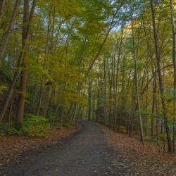 Taughannock Falls Forest Trail