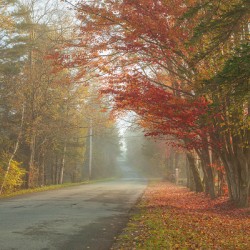 Foggy Morning Autumn Road
