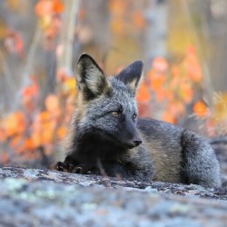 Young Crossfox in Autumn