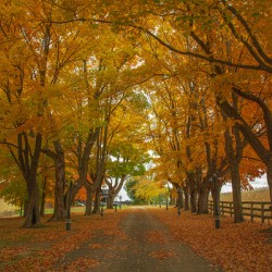Enchanted Autumn Wonderland Pathway 