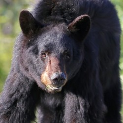 Black Bear Portrait