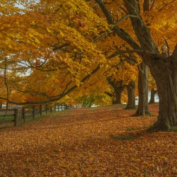 Autumn Farm Maple Pathway 