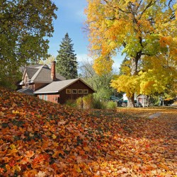 Flesherton Maple Magic