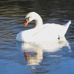 Summer Swan Reflection