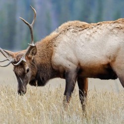 Jasper Elk