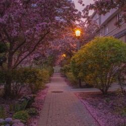 Crab apple blossom pathway