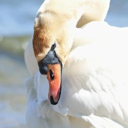Swan Portrait